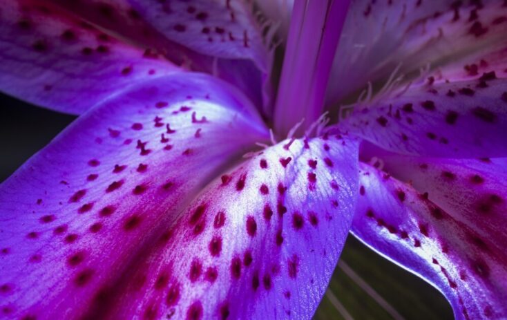 Stargazer Lily Care How To Plant Grow And Help Them Thrive