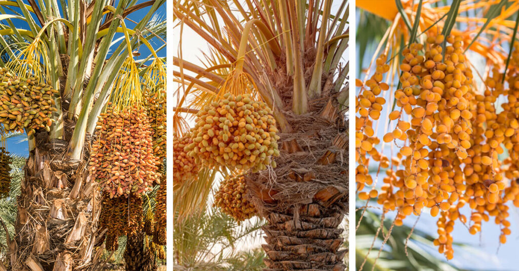 Growing Date Palm Tree Outdoors Homebnc