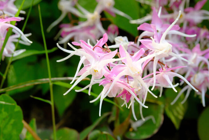 14 Plants For Dry Shade You Can Easily Grow