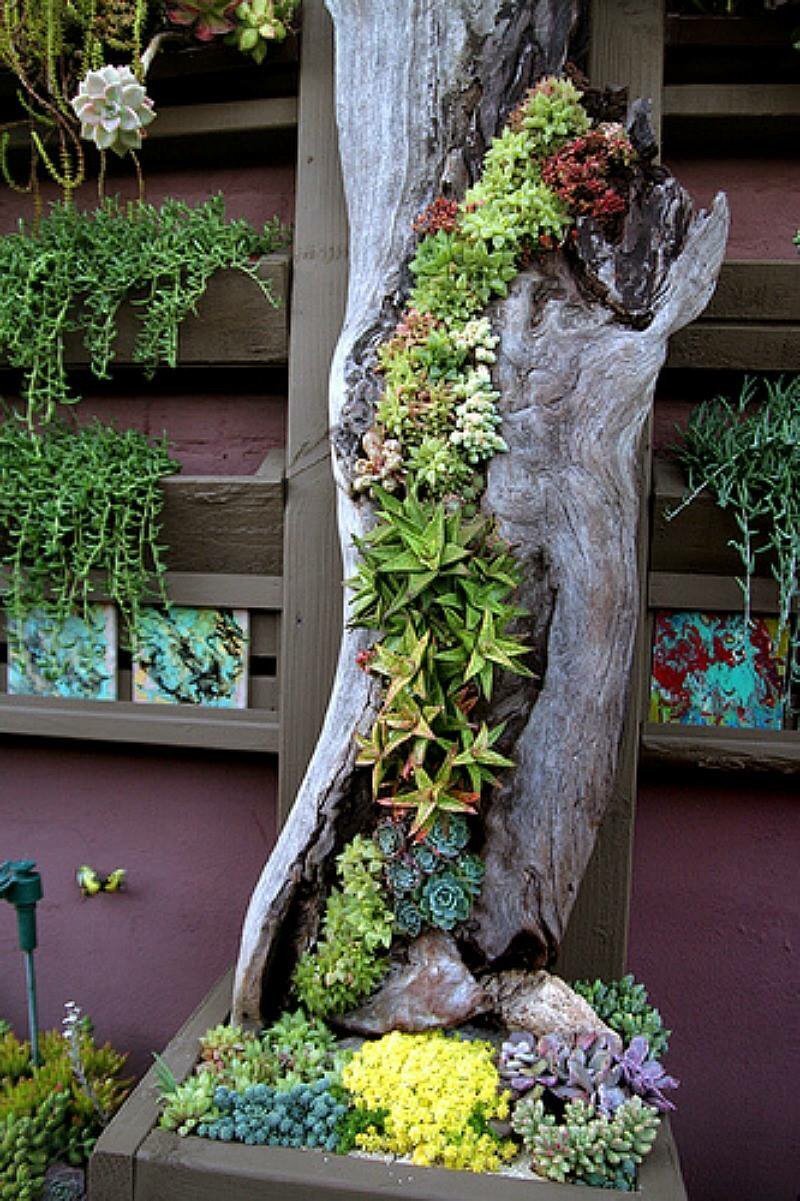 succulent landscape design ideas