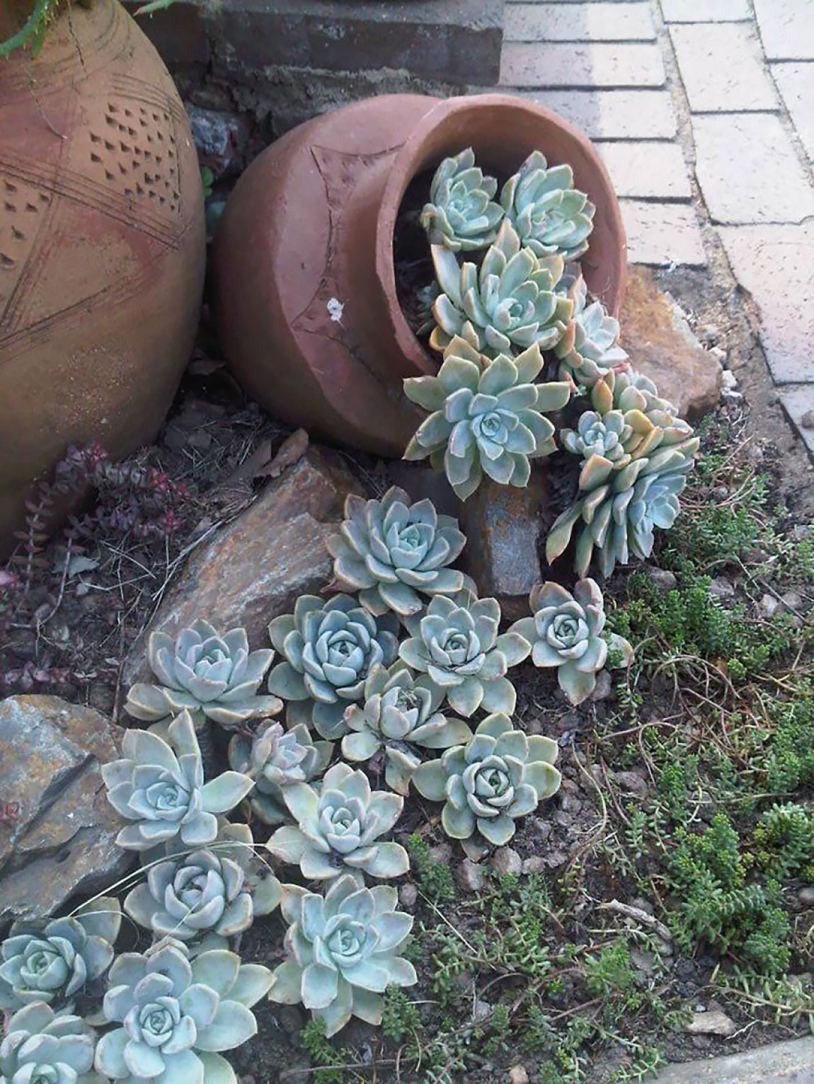 succulent landscape design ideas