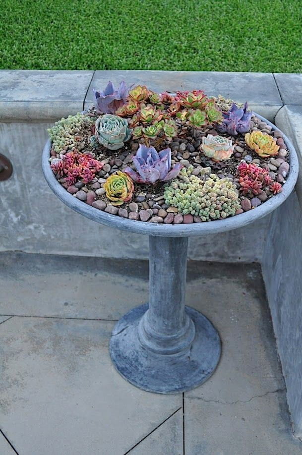 50 Best Succulent Garden Ideas For 2023 2409