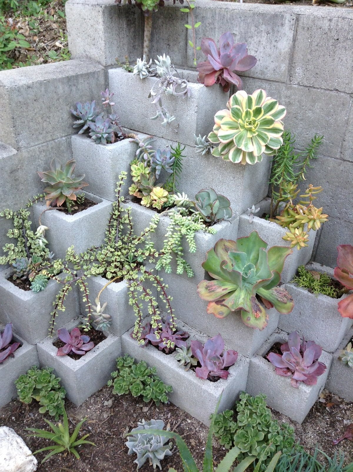 Cinder Block Garden