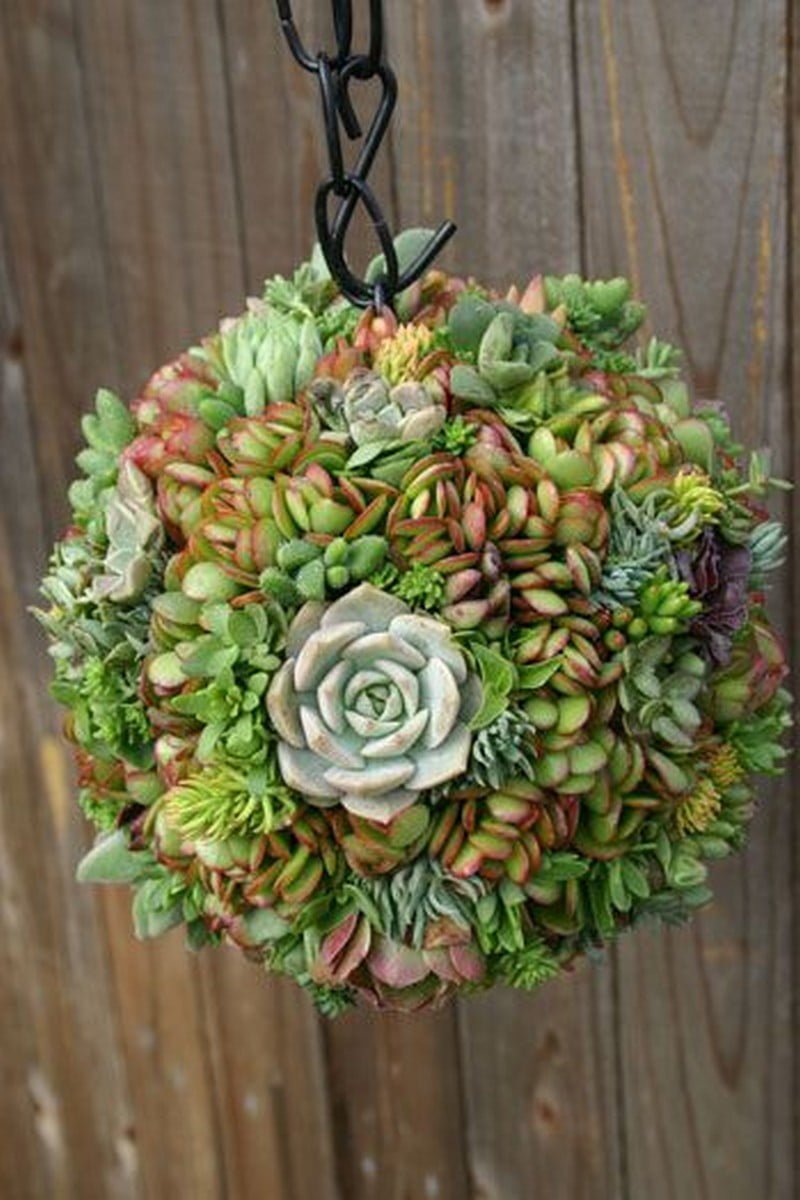 50 Best Succulent Garden Ideas For 2022 