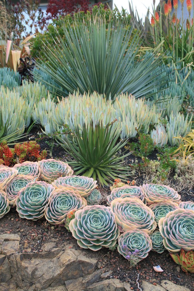 50 Best Succulent Garden Ideas For 2020