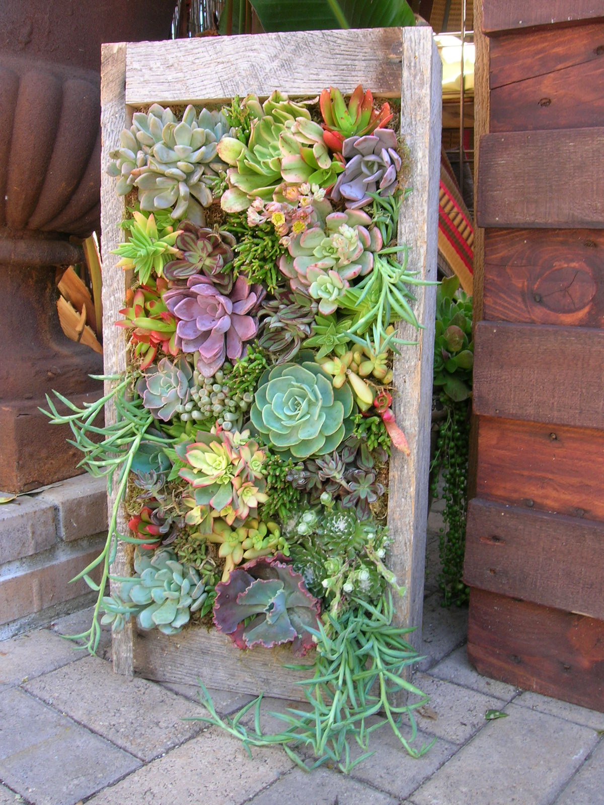 50 Best Succulent Garden Ideas For 2022 