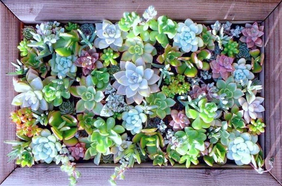 50 Best Succulent Garden Ideas For 2022 