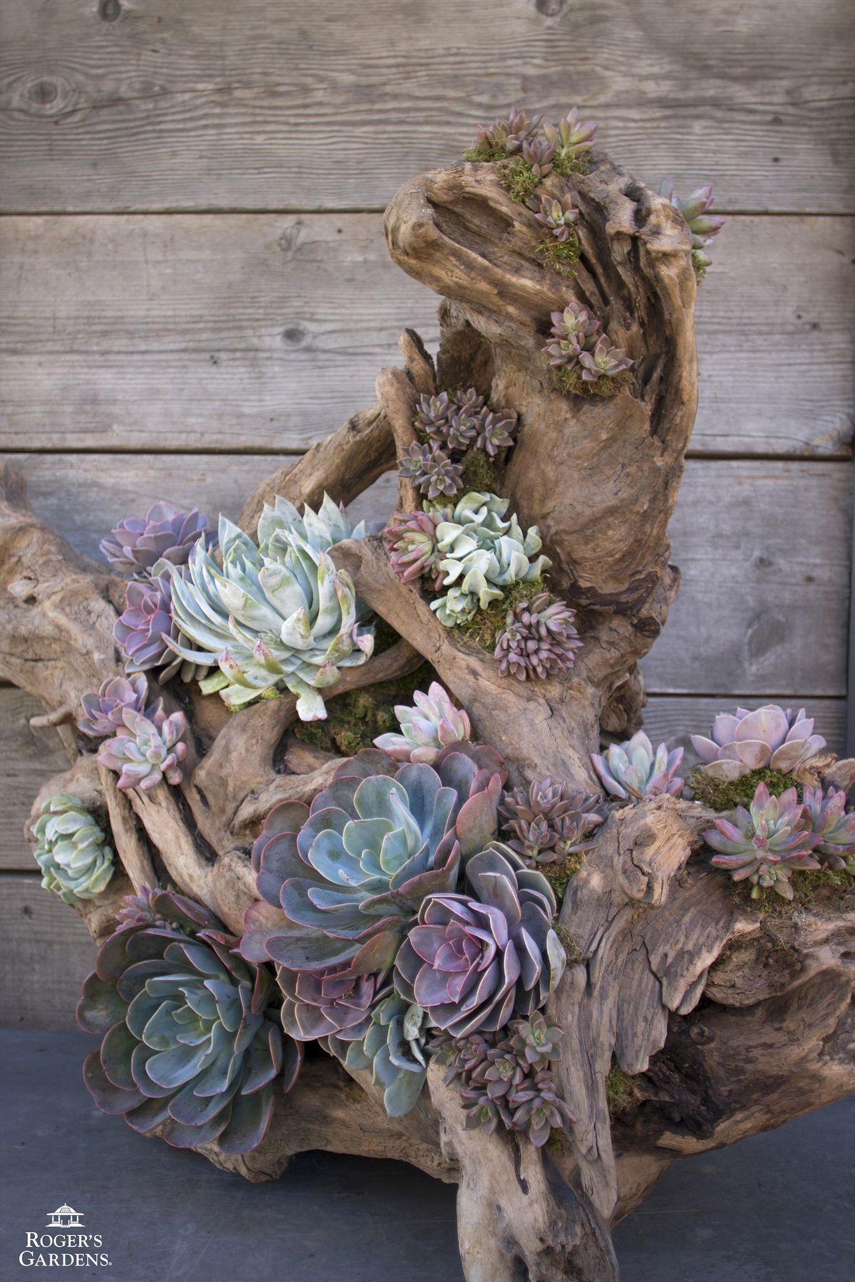 50 Best Succulent Garden Ideas for 2021