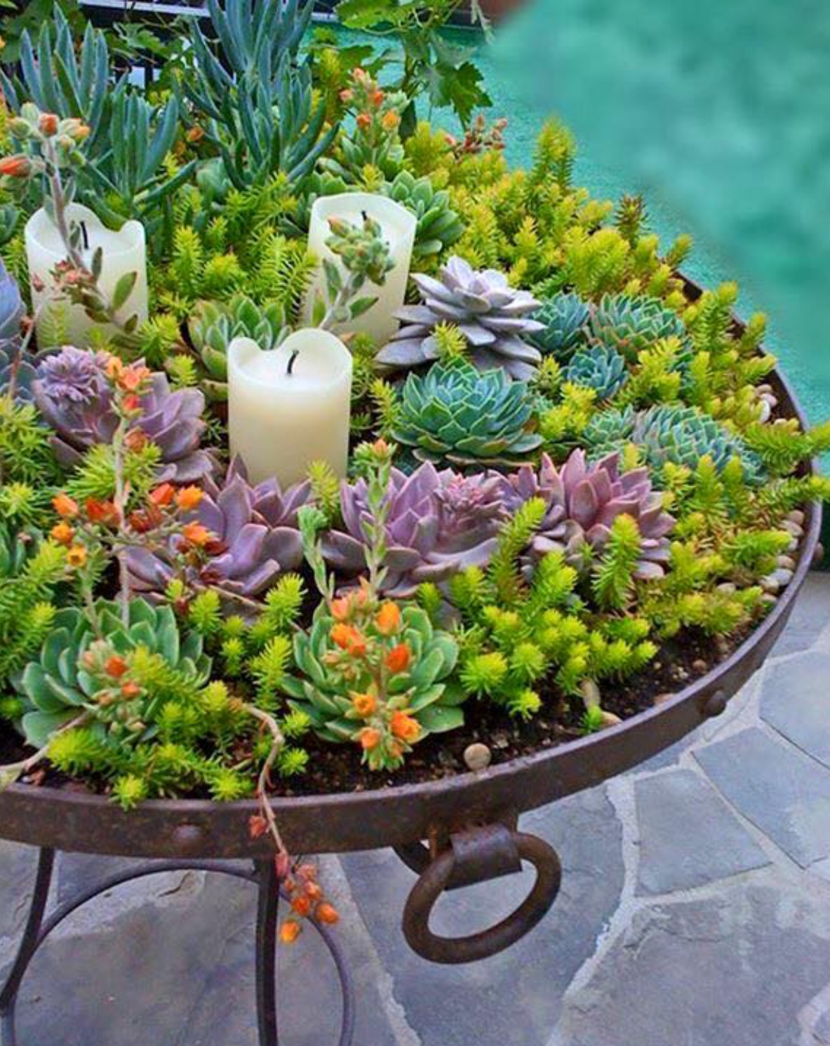 succulent landscape design ideas