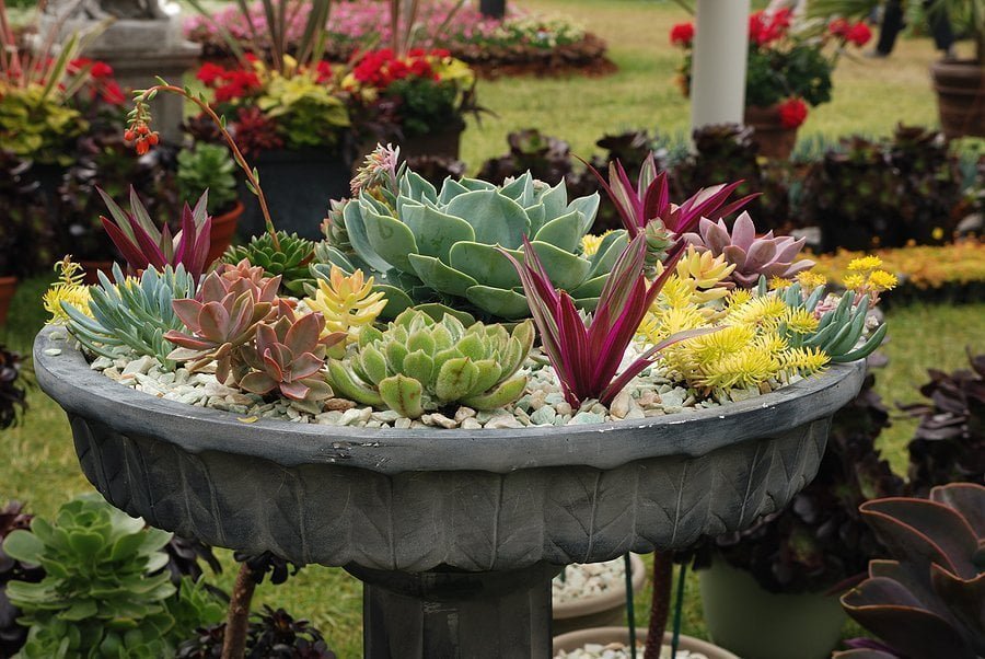 50 Best Succulent Garden Ideas For 2022