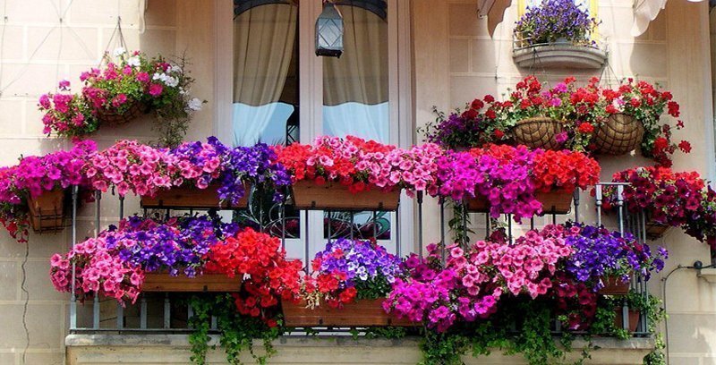 50 Best Balcony Garden Ideas and Designs for 2024