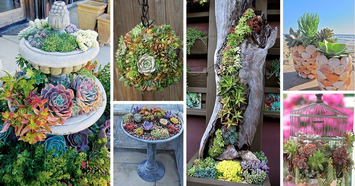 landscaping ideas succulents