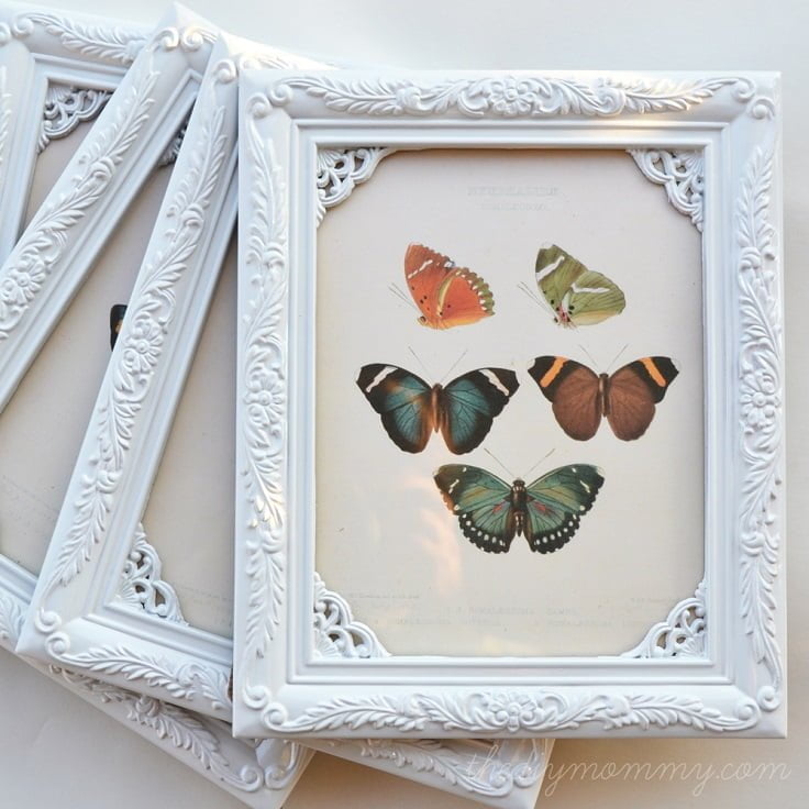 Shabby Chic Nature Print Frames