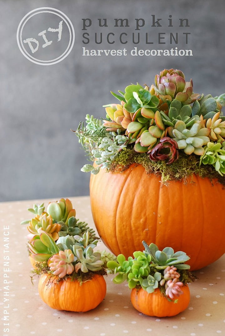 Fall Centerpieces: Miniature Pumpkin Planters with Succulents