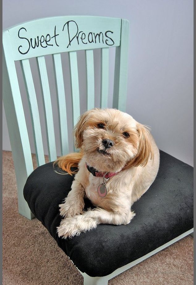 Upholstered Chair Bed for Small Dogs