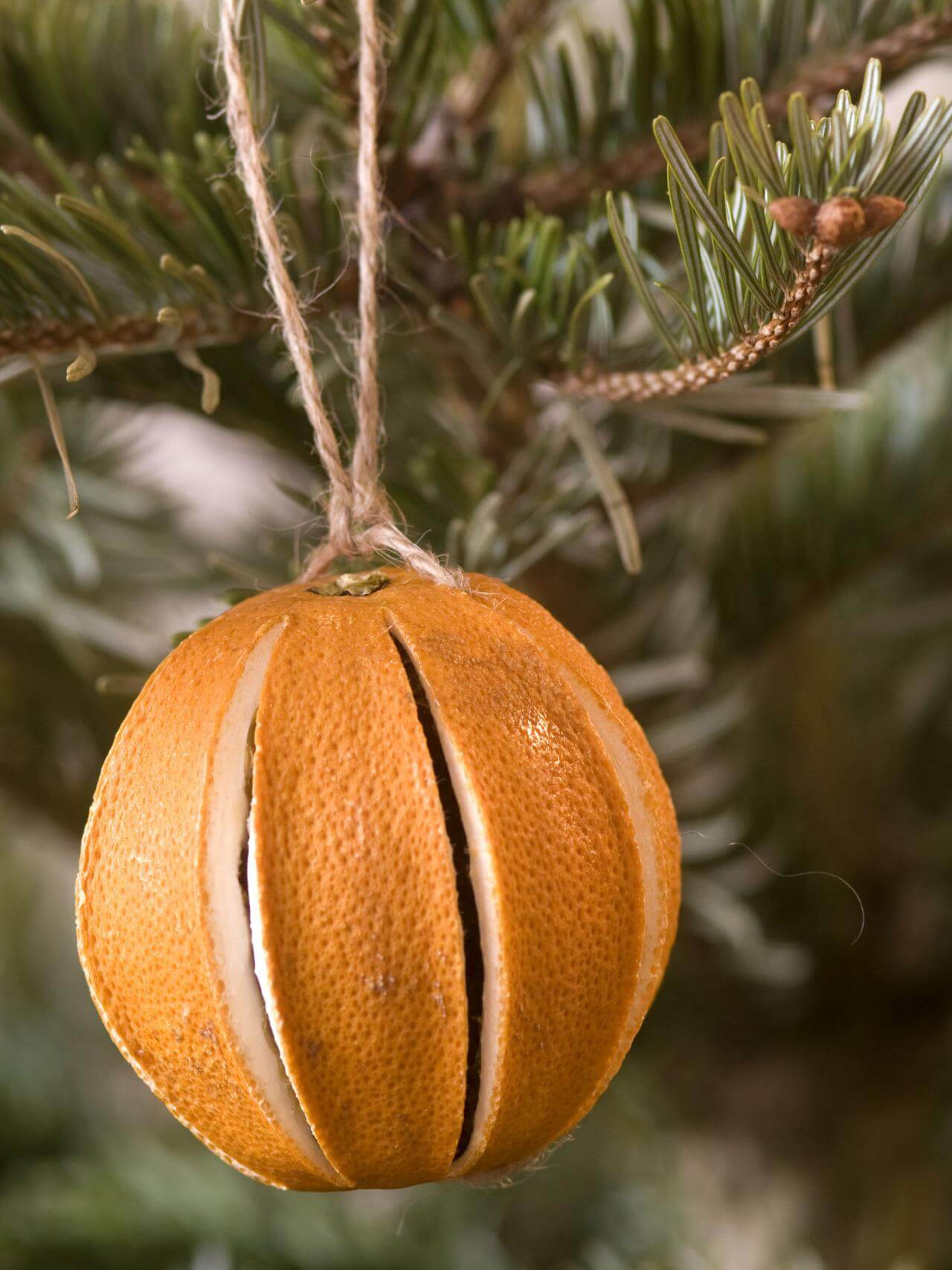 Dried Oranges