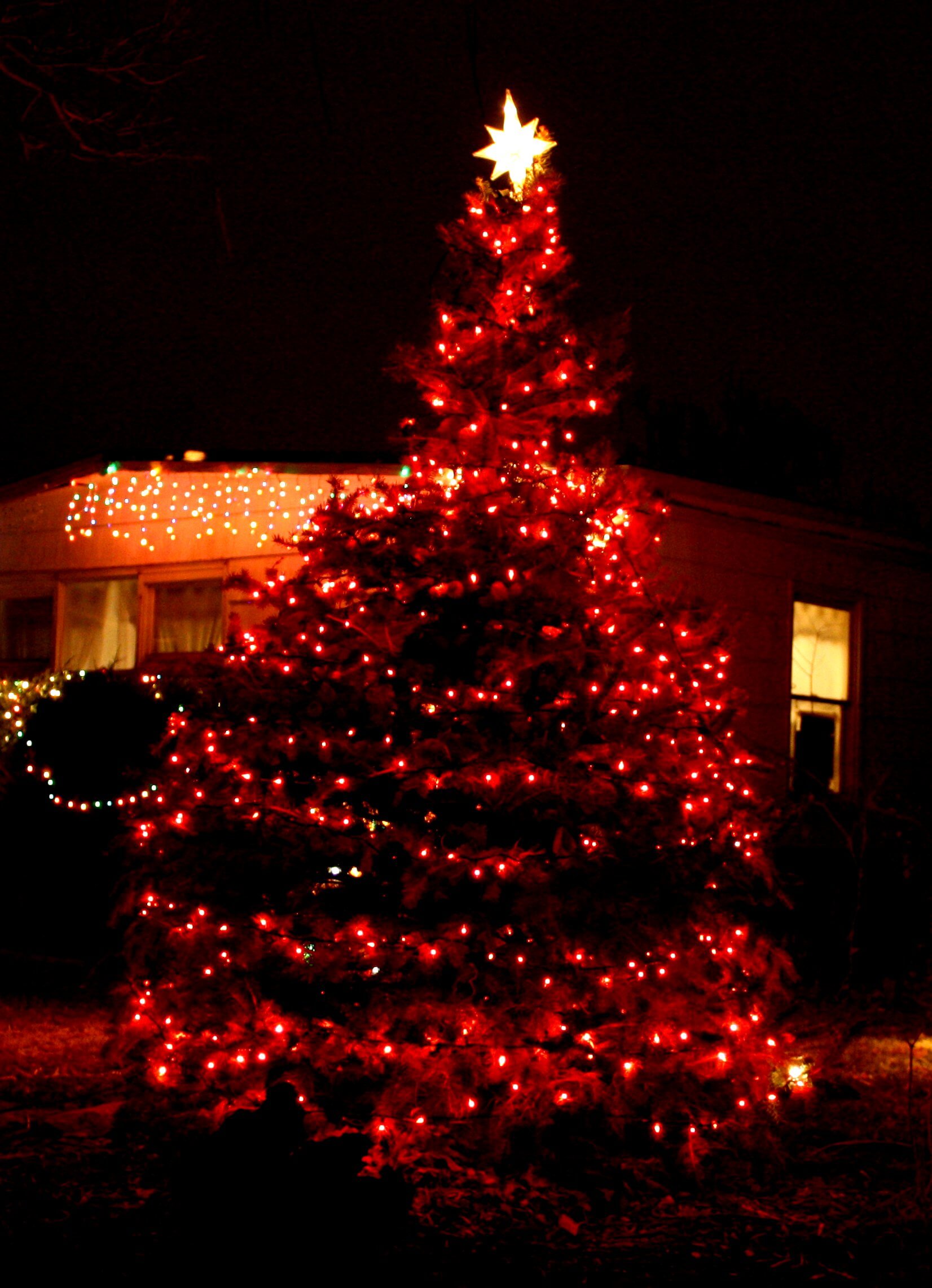 Spectacular Oversized Outdoor Christmas Tree