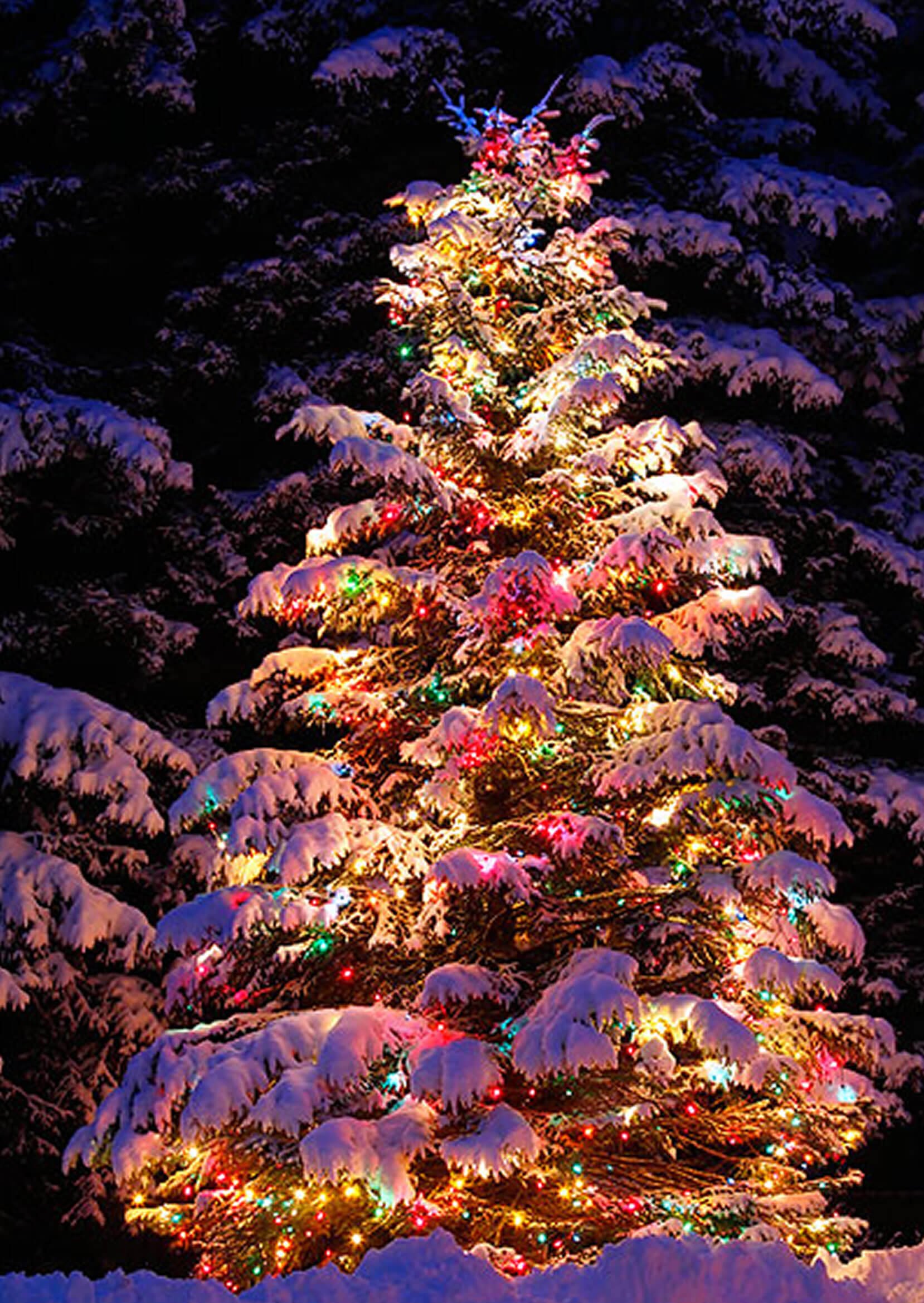 Christmas Lights Meet Natural Pine Tree