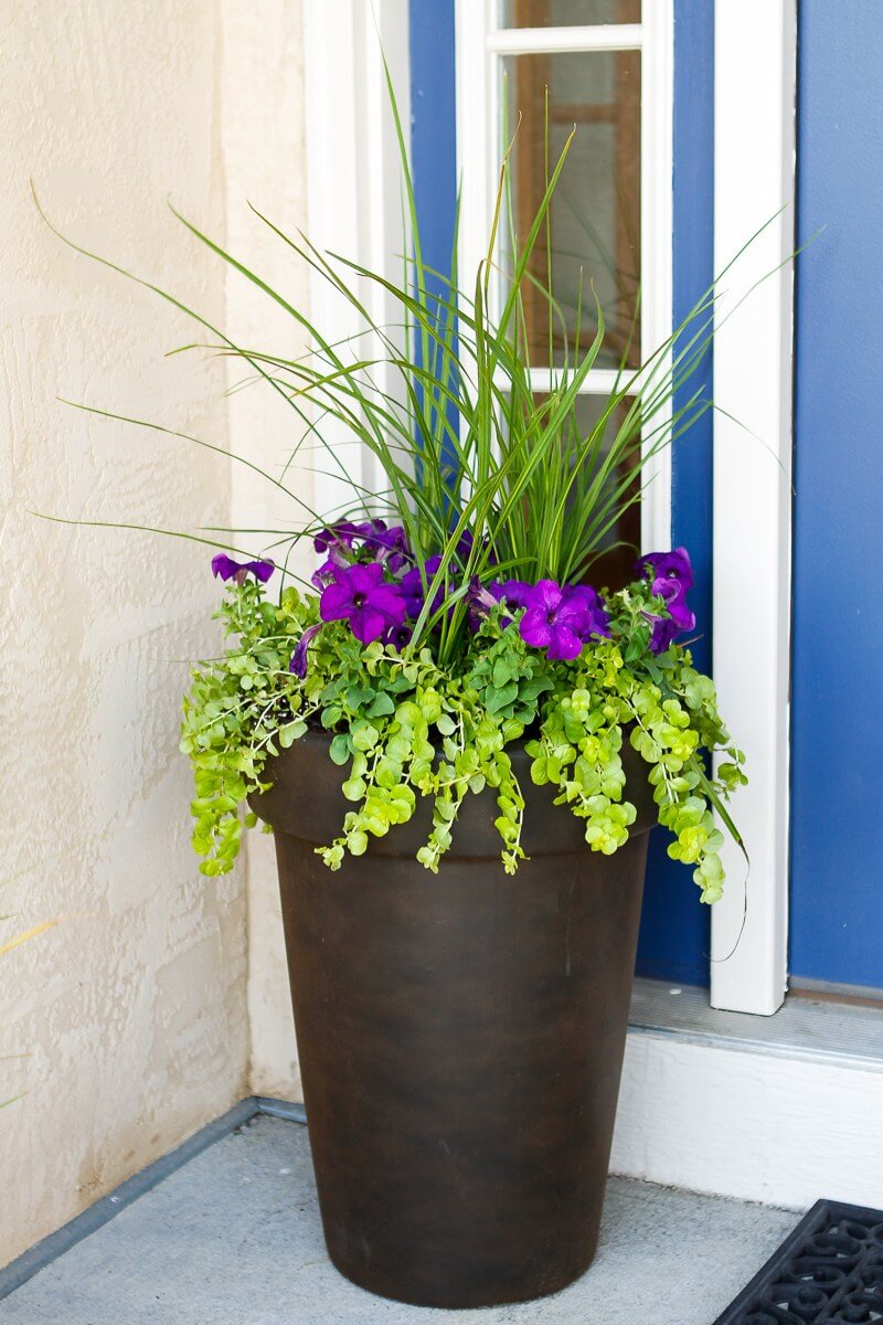 Front Door Pots and Plants - Back Gardener