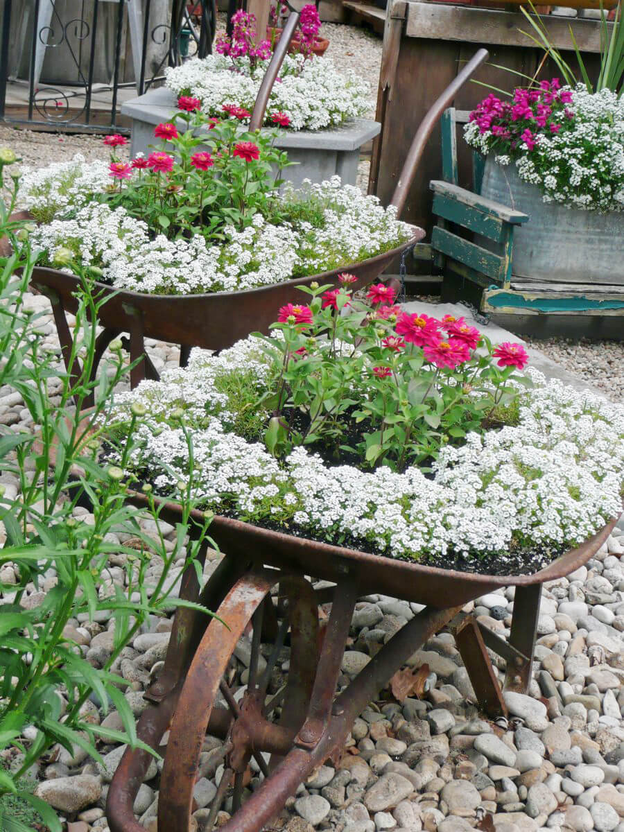 Plantes à fleurs en brouette vintage rouillée