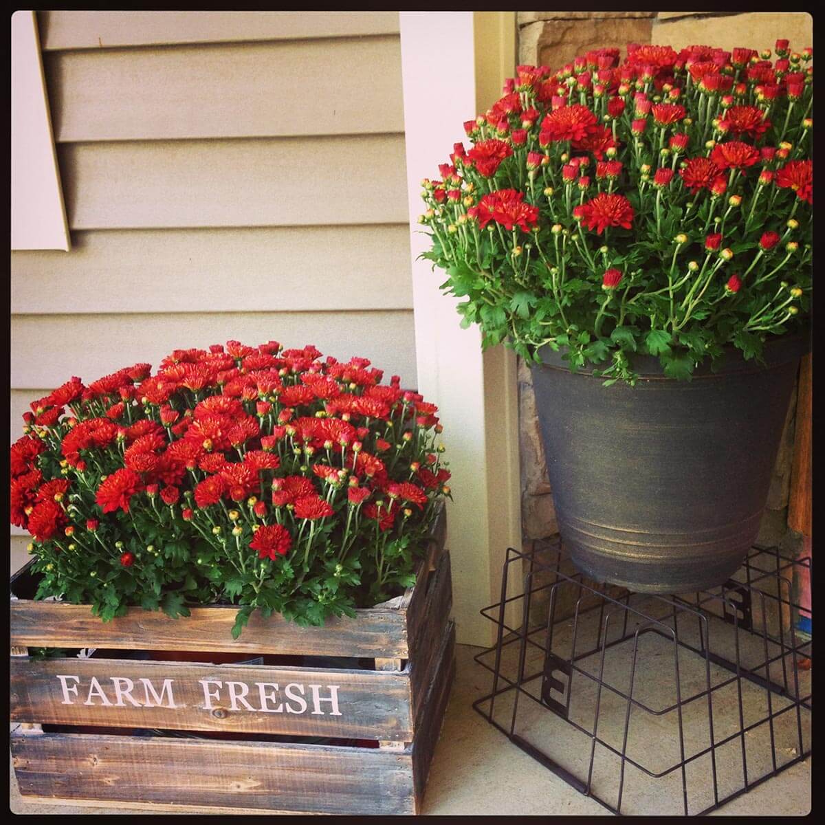 Rustic Metal Bucket and Wood Crate Planters