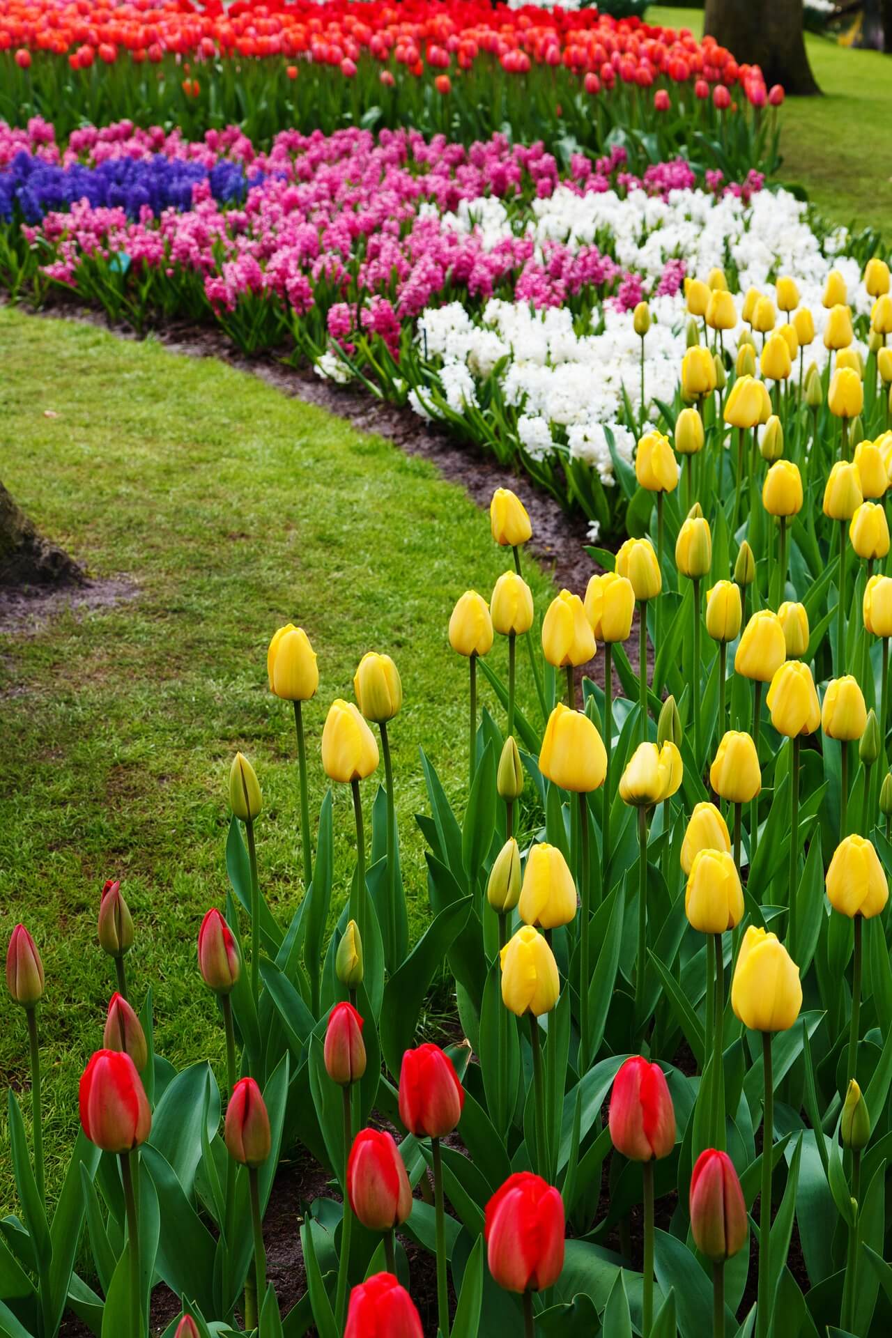 Tulpen mit Einjährigen und Stauden kombinieren