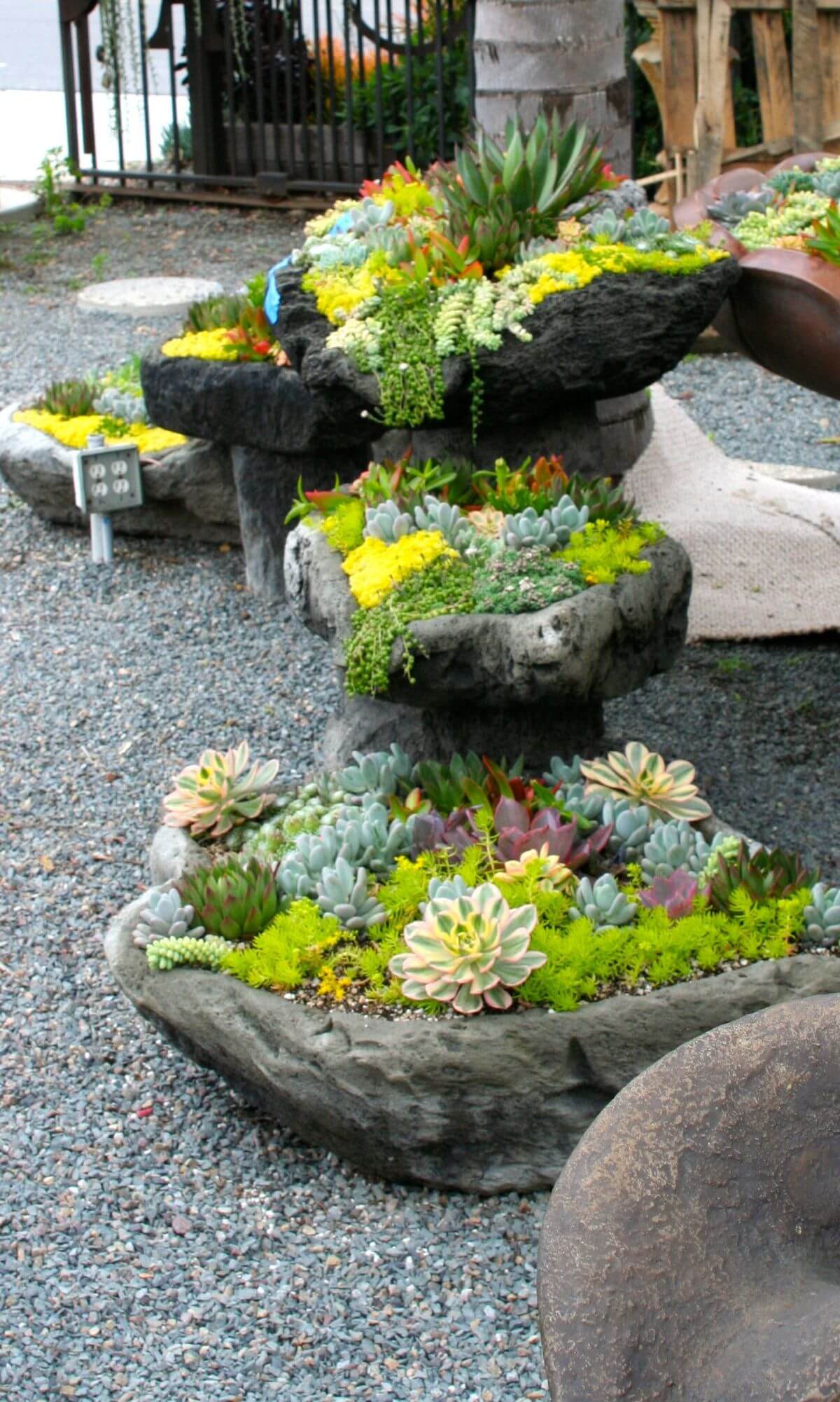 Showy Succulent Stone Planters