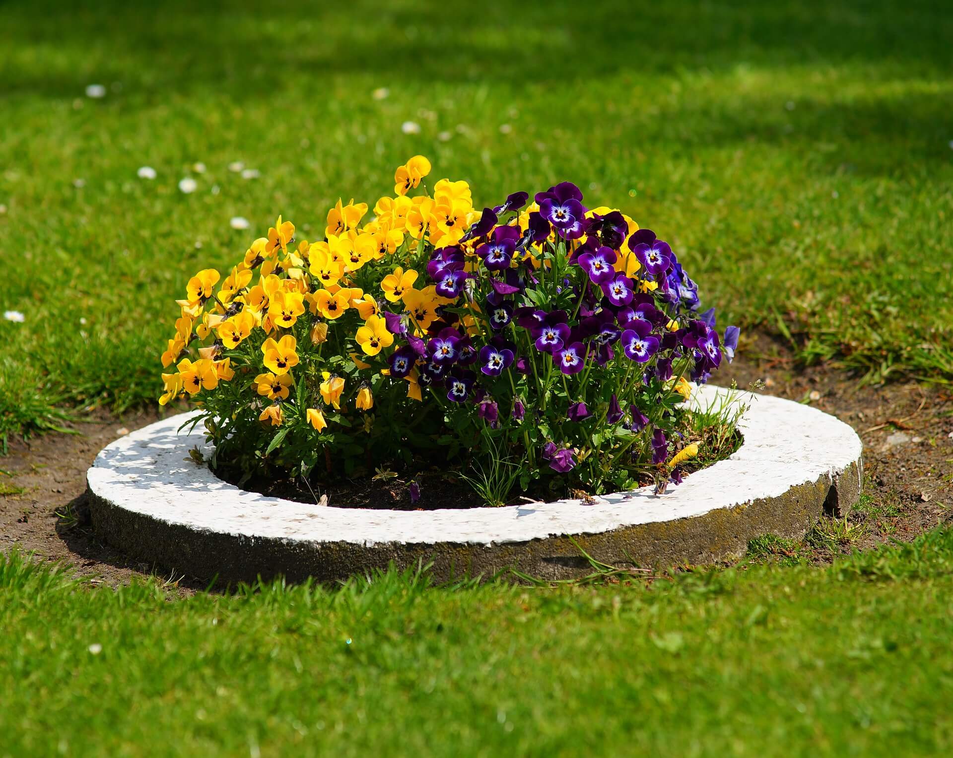 Make a Statement with a Bold, Colorful Flower Bed