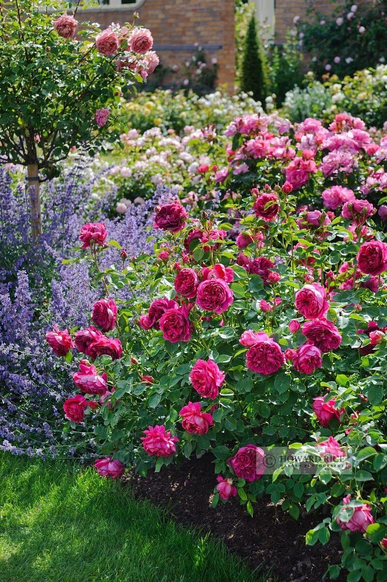 Jardin romantique de roses et de lavande