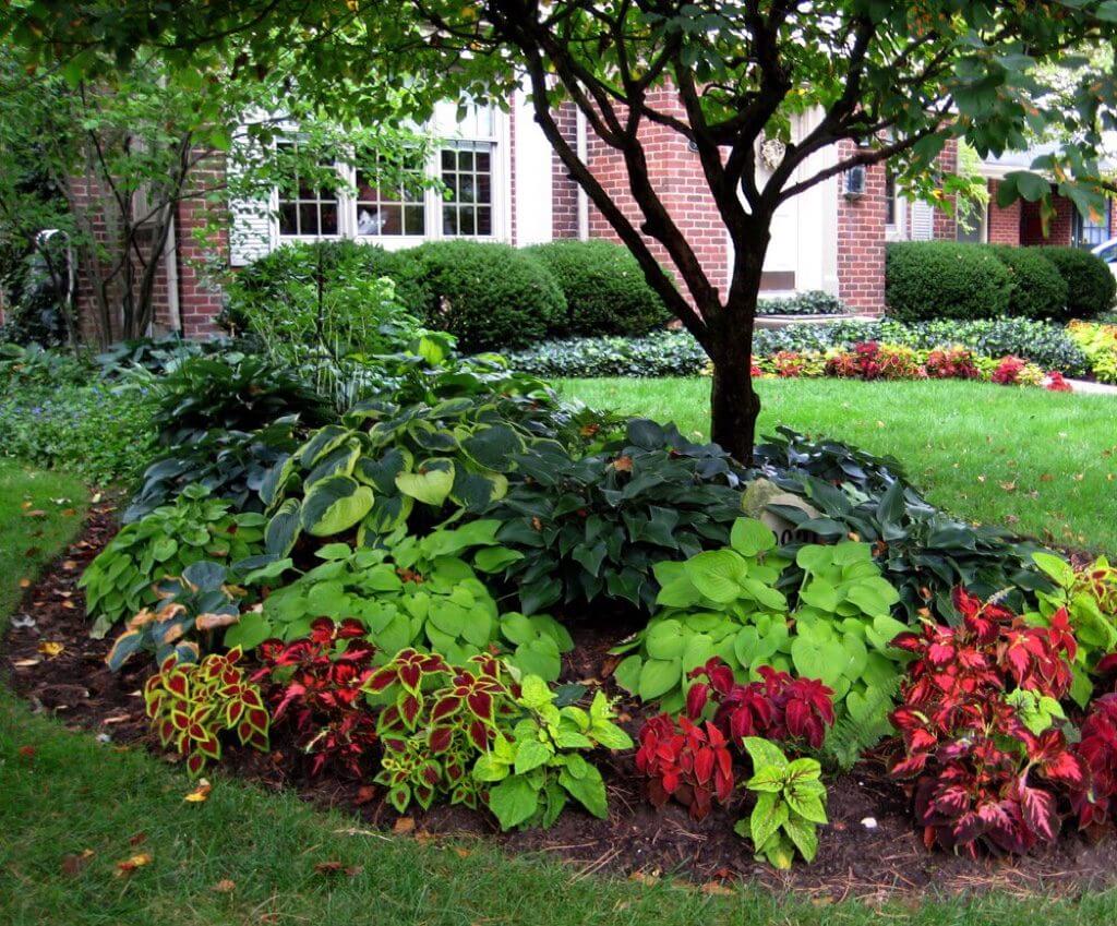 Coleus and Hosta "Flower" Beds