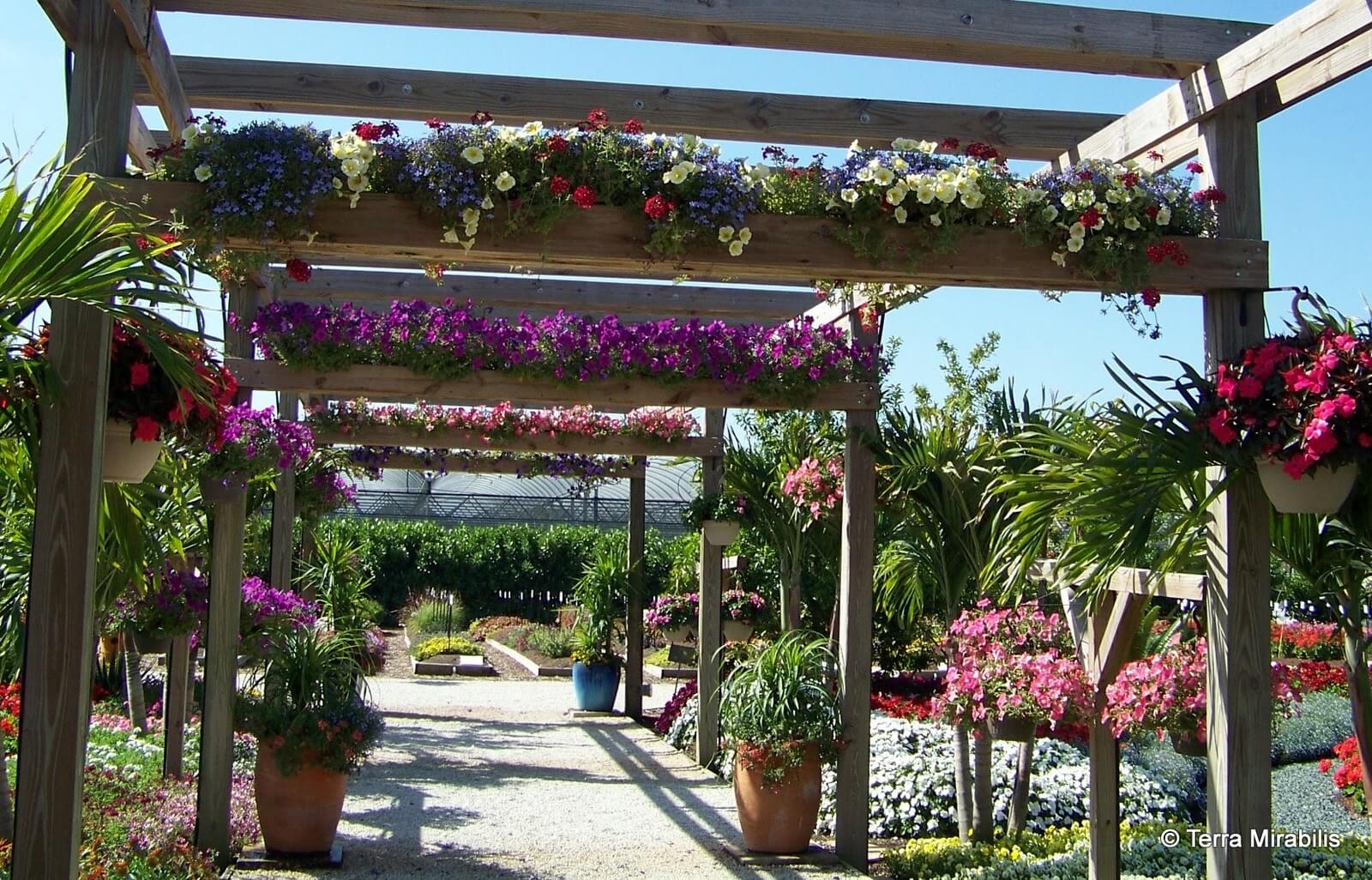 pergola bloemen