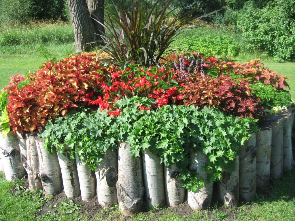 Precioso parterre de troncos de abedul