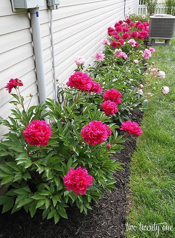 Cama de flores de Peony DIY FÁCIL