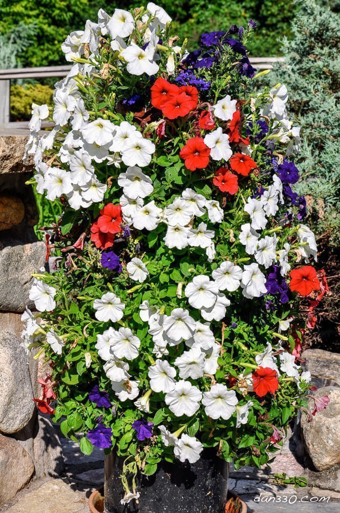 Vine-Free Wall of Flowers