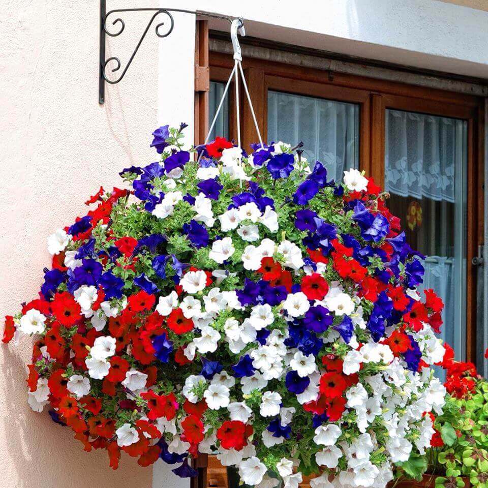 Fourth of July Themed Hanging Basket