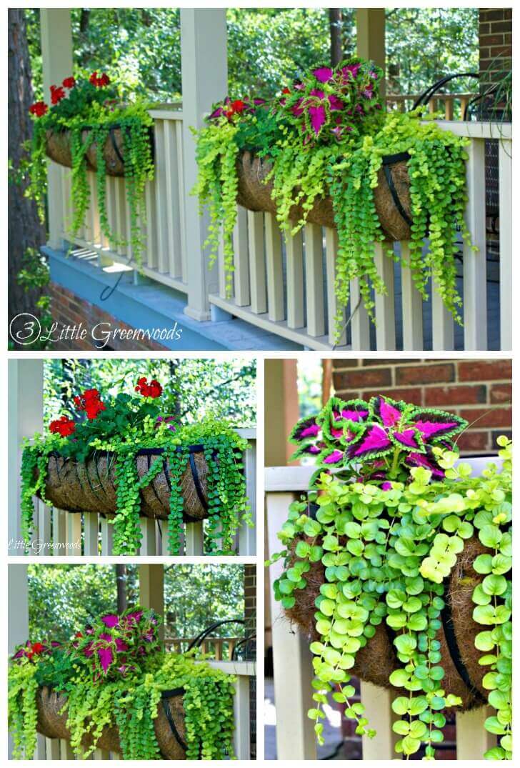 Brightly Colored Coleus and Geranium Porch Planters