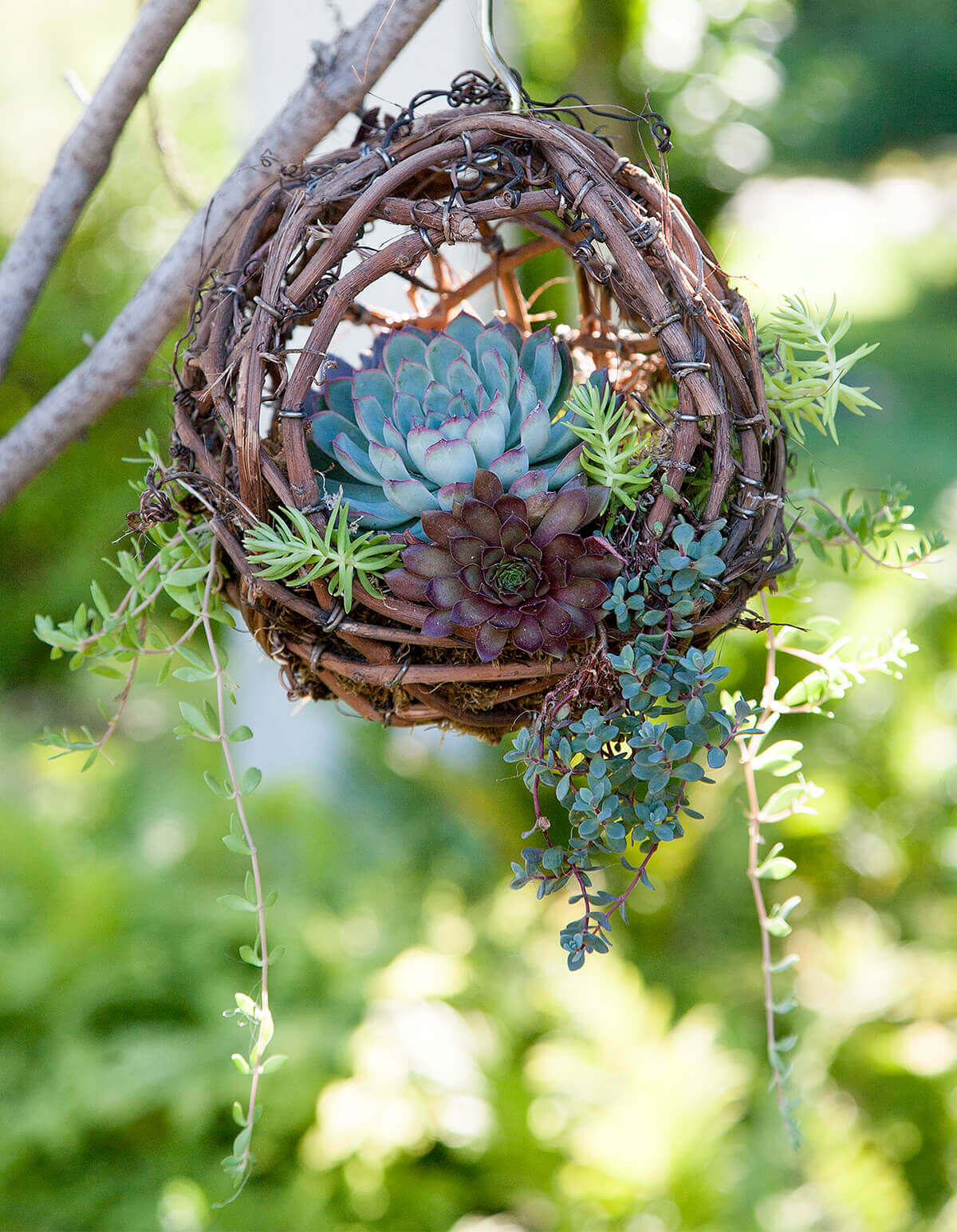 Hanging Grapevine Bird's Nest Succulent Planter