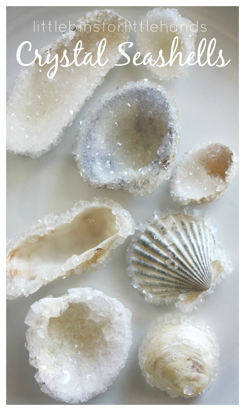 Crystallized Seashell that Sparkle in the Sun
