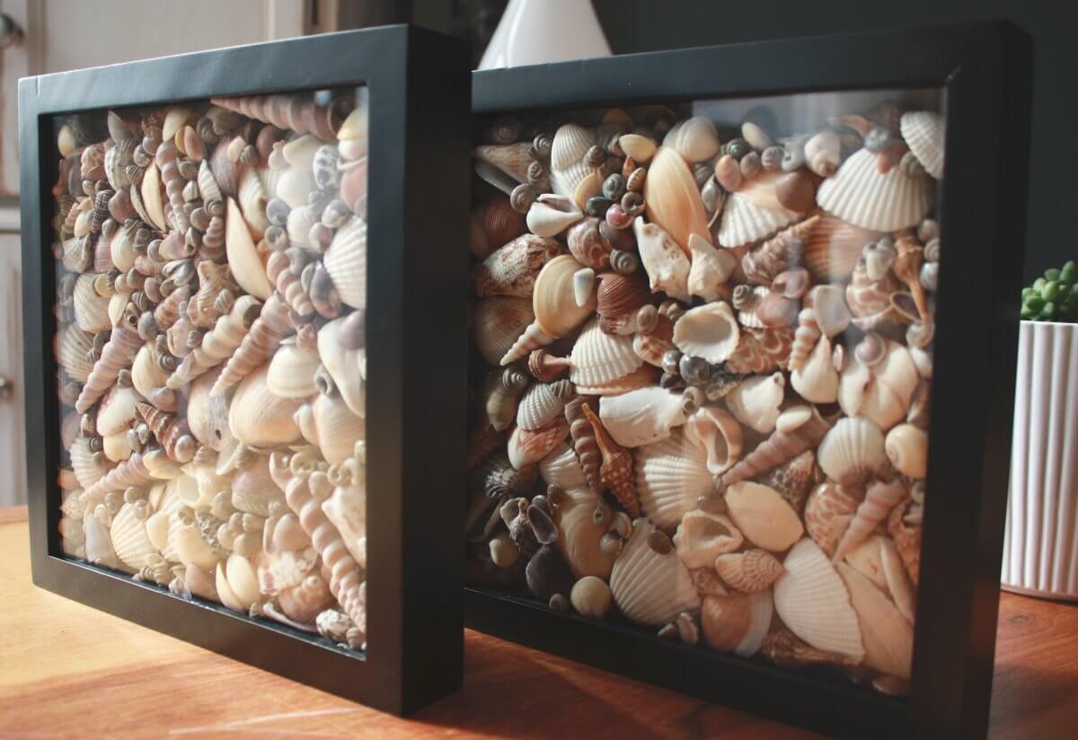 Small, Beautiful Shells Encased in a Frame