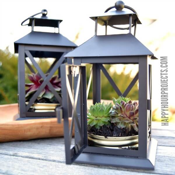 Succulents Planted in Mini Metal Lanterns