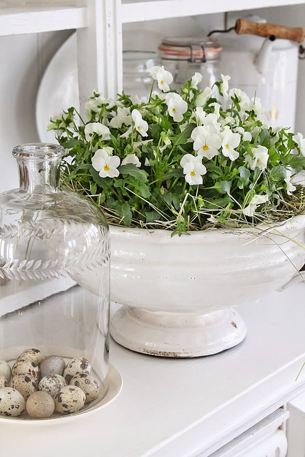 White Violas Planted in Antique Ceramic Dish