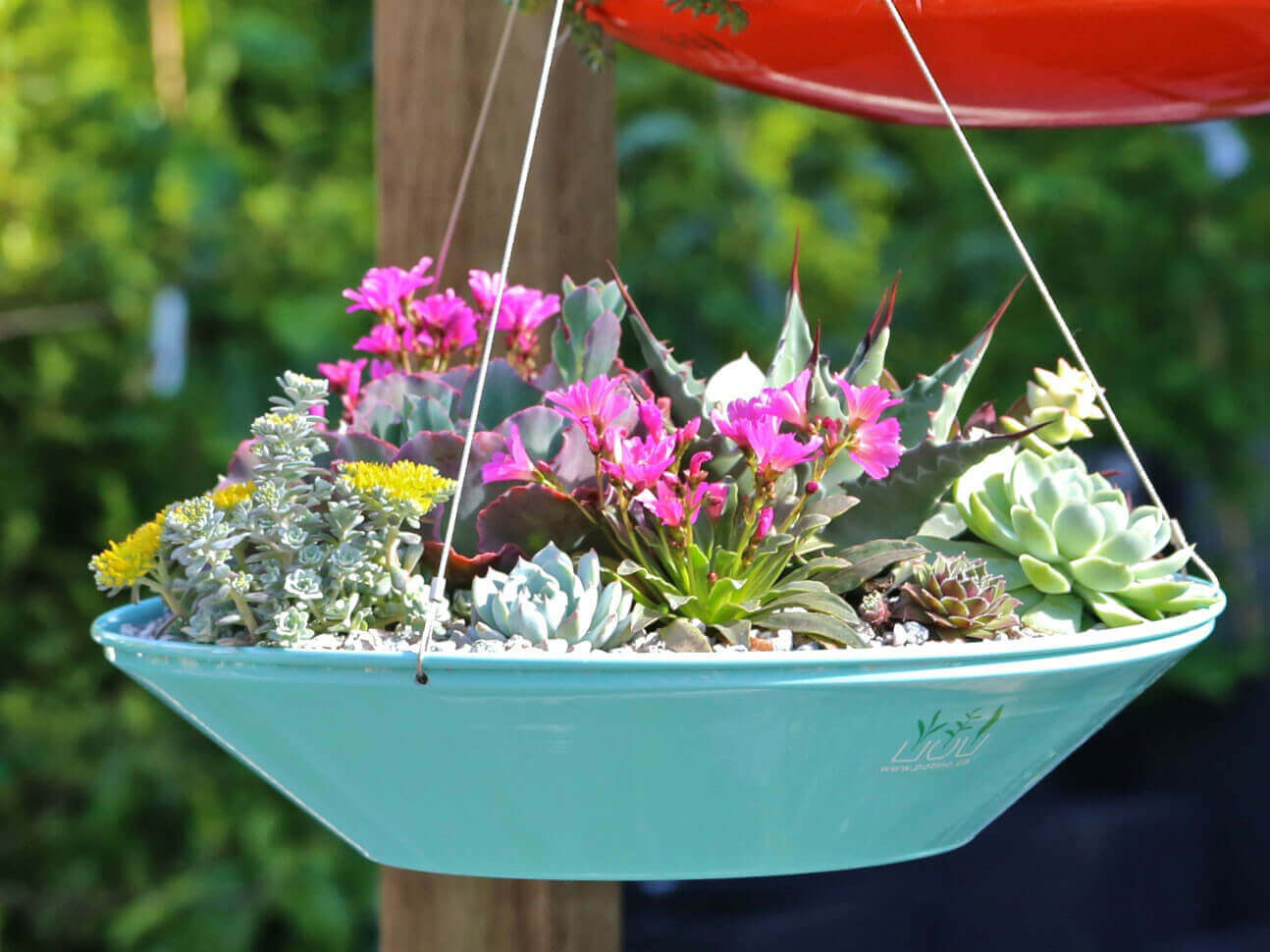 Saucer Style Succulent Hanging Planter