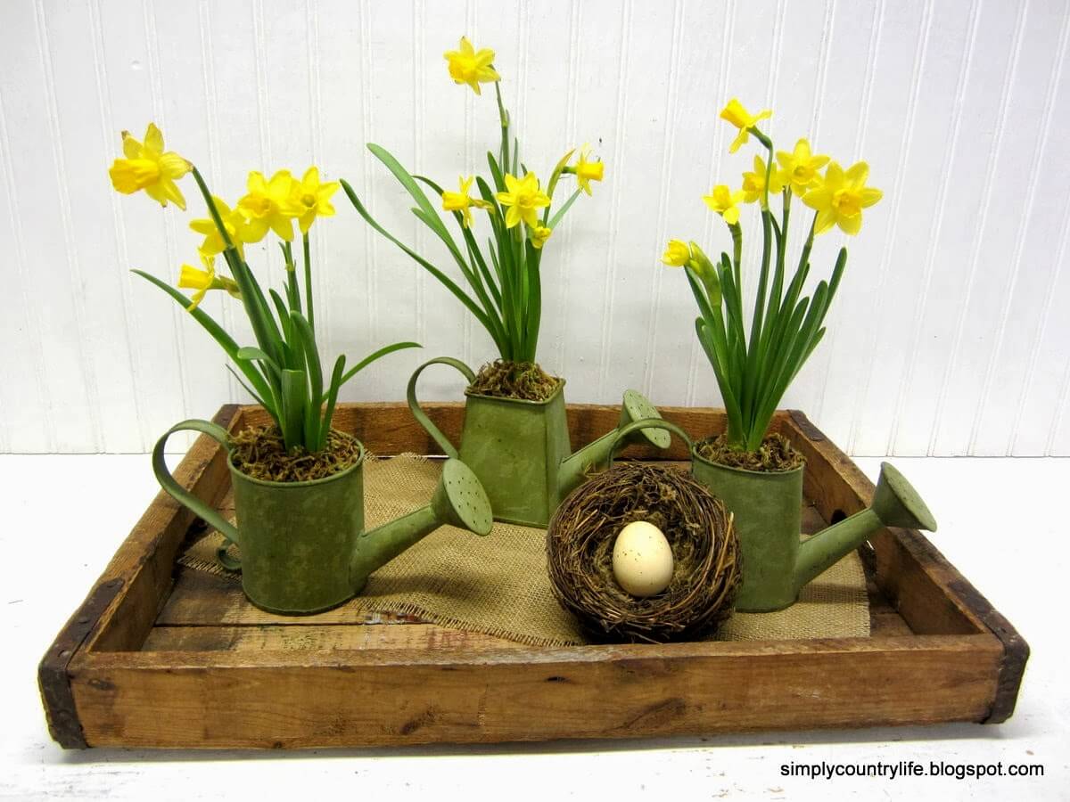 Mini Daffodils in Watering Cans