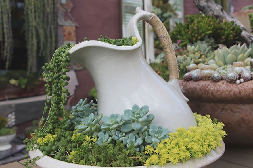 Succulents Pouring from a Pitcher