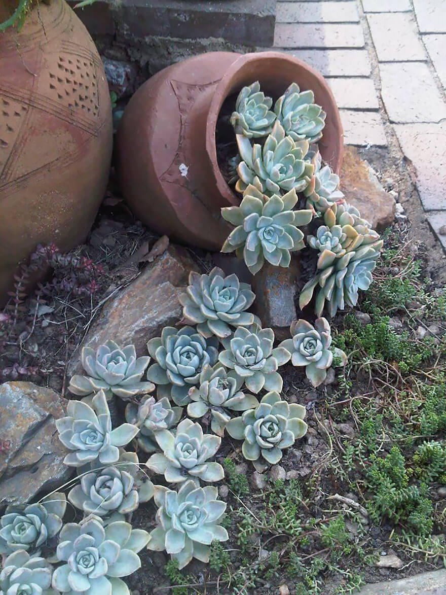 Succulents Tipping from a Planter