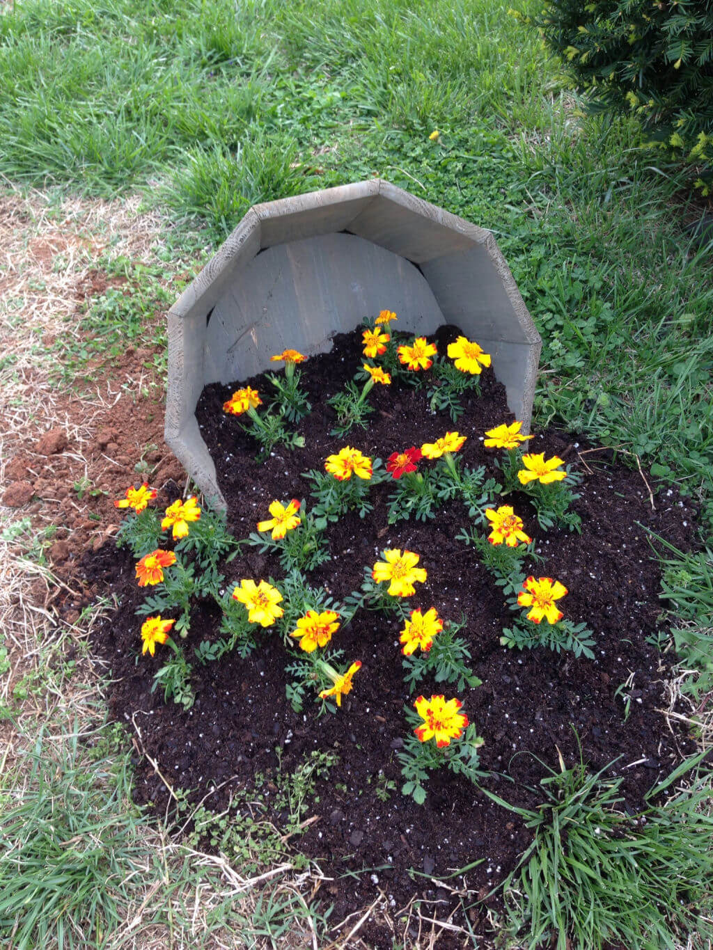 Spilled Flower Pot Idea with Marigolds