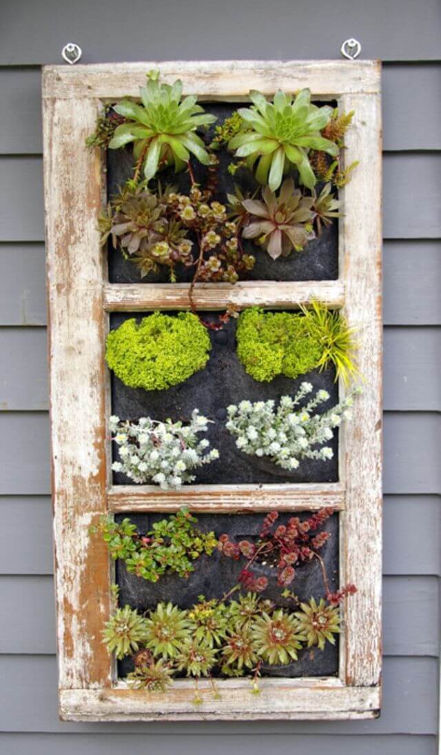 Succulents in a Window Frame