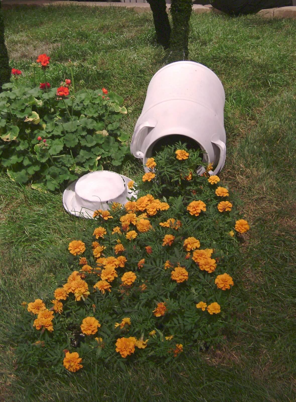 A Milk Can with Overflowing Marigolds