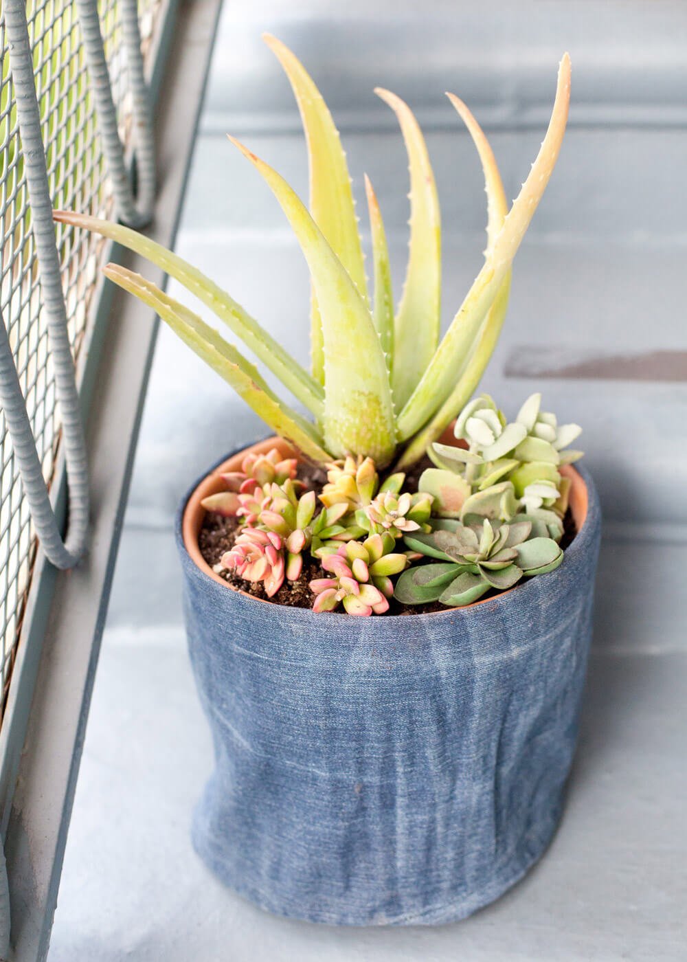 Your Plants' Favorite Pair of Jeans