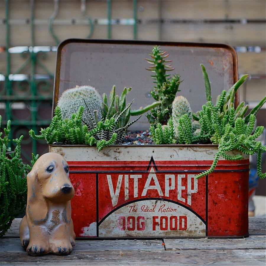 Cacti in a Vintage Tin